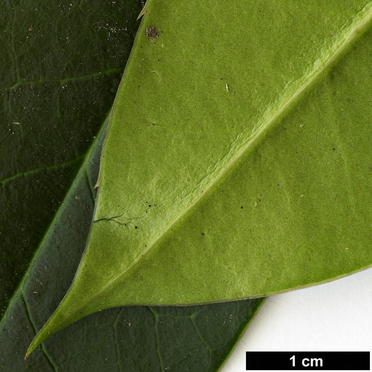 High resolution image: Family: Aquifoliaceae - Genus: Ilex - Taxon: hookeri HORT